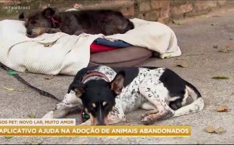 Aplicativo ajuda na adoção de animais abandonados