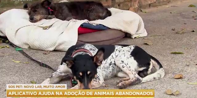 Aplicativo ajuda na adoção de animais abandonados